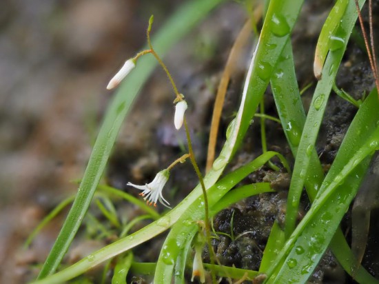 圖為廣西肺筋草。（廣西壯族自治區(qū)中醫(yī)藥研究院供圖）