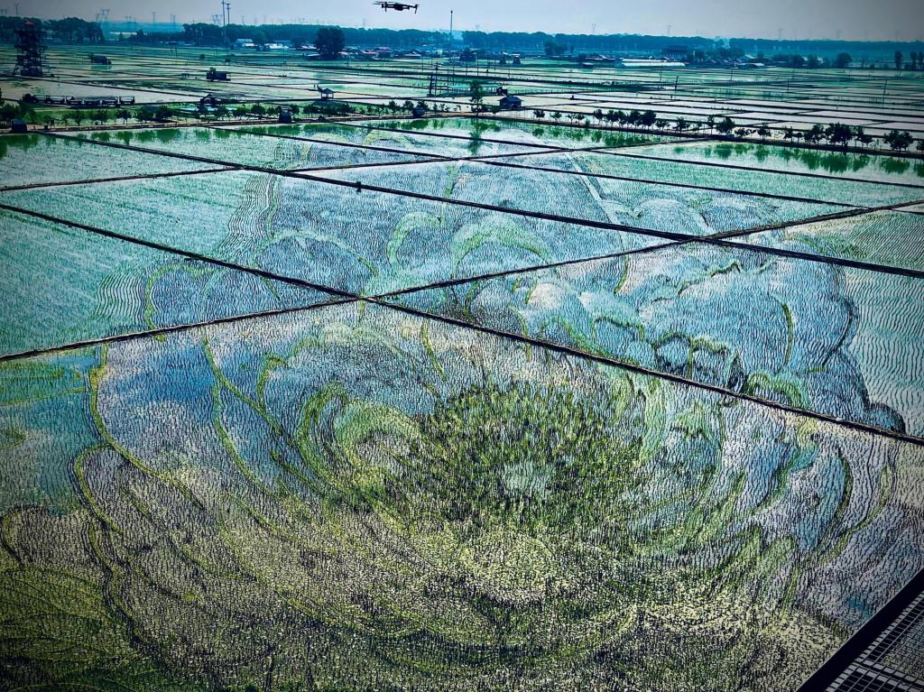 國色山河主題稻田畫。人民網(wǎng)記者 任妍攝