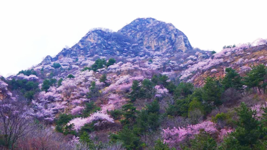 武安市東太行百里畫廊里的山桃花。李樹鋒攝
