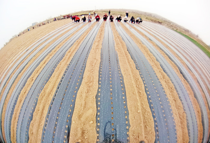 山西新絳:“姑射山下”田園春播“豐”景如畫(huà)-45349.jpg 山西新絳:“姑射山下”田園春播“豐”景如畫(huà)-45349.jpg