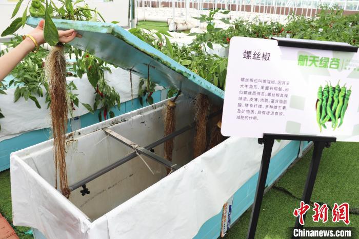 圖為在南昌市紅谷灘區(qū)元宇宙·VR數(shù)字農(nóng)業(yè)示范基地氣霧培養(yǎng)車間里，螺絲椒長(zhǎng)勢(shì)良好。　熊錦陽(yáng) 攝