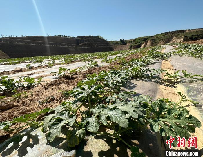 當前，西瓜正值快速生長期?！⑿〖t 攝