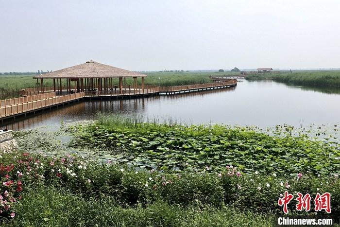 從完成頂層設(shè)計(jì)到如火如荼大規(guī)模建設(shè)，六年來，雄安新區(qū)如春天的竹子一般拔節(jié)生長，這座承載千年大計(jì)的“未來之城”已雄姿初顯。從“一張白紙”開始著墨，如今的雄安新區(qū)已是濃墨重彩的“山水畫”。<a target='_blank' href='/'>中新社</a>記者近日走訪了雄安新區(qū)多地，從“藍(lán)綠金”三色感受這座“未來之城”的巨大變化。圖為7月20日，河北白洋淀上荷花滿淀、蘆花搖曳。 <a target='_blank' href='/'>中新社</a>記者 易海菲 攝