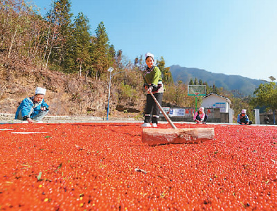 貴州省黔東南苗族侗族自治州榕江縣依托豐富的森林資源，大力發(fā)展林下草珊瑚中藥材種植等林下經(jīng)濟(jì)，實(shí)現(xiàn)農(nóng)民增收、林業(yè)增效。圖為榕江縣興華水族鄉(xiāng)星月村草珊瑚種植基地內(nèi)，村民在采收、晾曬草珊瑚果。 周光勝攝（人民視覺(jué)）